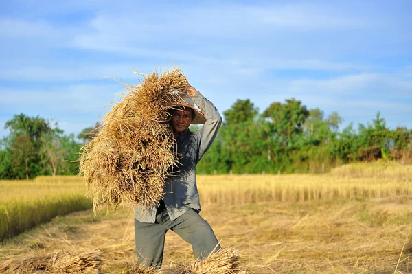 Gazdálkodók szüret rizs rizs mező Thaiföldön — Stock Fotó