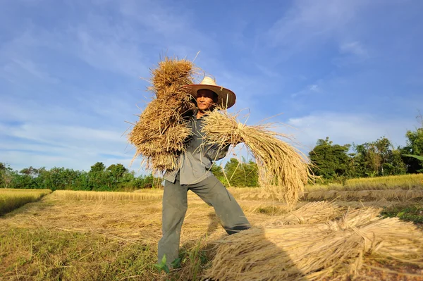 Boeren oogsten rijst in rijst veld in thailand — Stockfoto