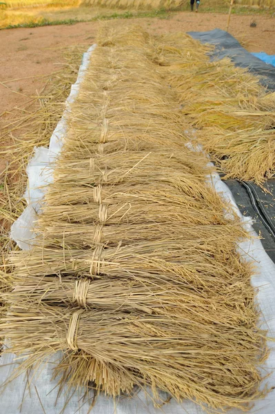 Bundles of rice after the harvest — Stock Photo, Image