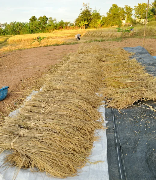 Paquetes de arroz después de la cosecha — Foto de Stock