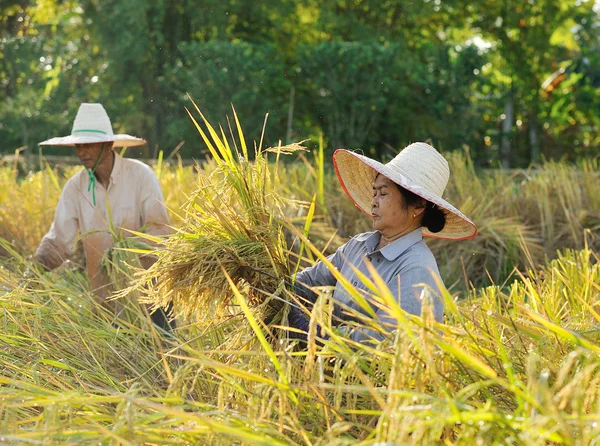 Farmers harvesting rice in rice field in Thailand — Stock Photo, Image