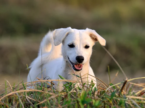 Puppy dog in green meadow grass — Stock Photo, Image