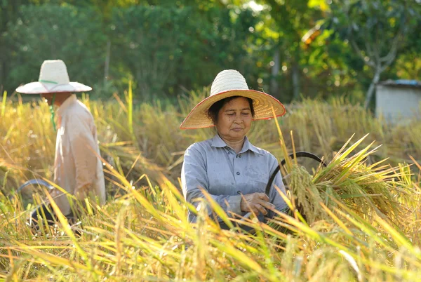 Boeren oogsten rijst in rijst veld in thailand — Stockfoto