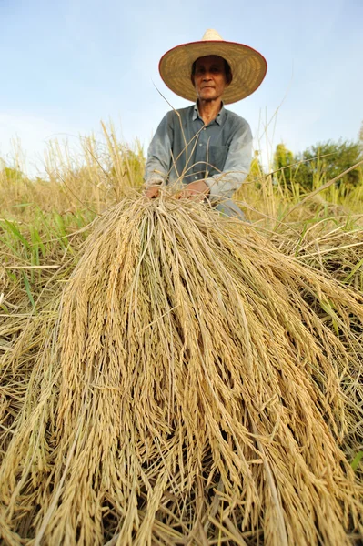 Boeren oogsten rijst in rijst veld in thailand — Stockfoto