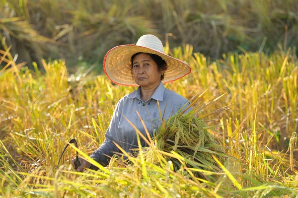 Jordbrukare skörd ris i risfält i thailand — Stockfoto