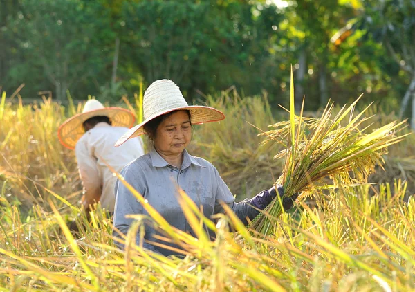 Agricoltori che raccolgono riso in risaia in Thailandia — Foto Stock