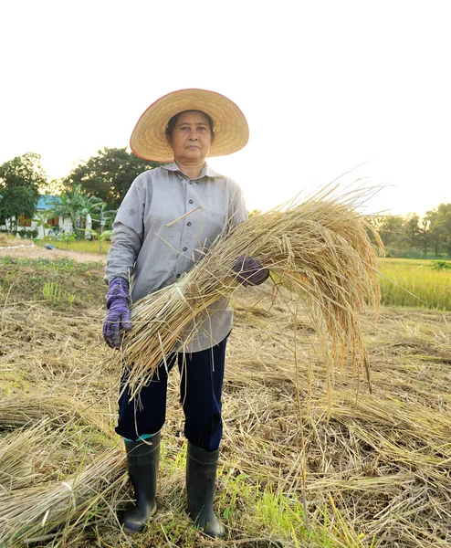 Agricultores que colhem arroz no campo de arroz na Tailândia — Fotografia de Stock