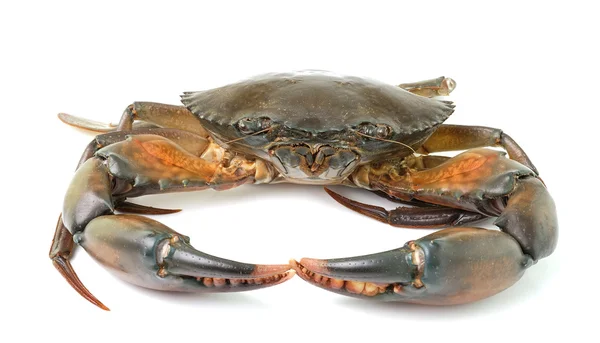 Crabe de mer isolé sur fond blanc — Photo