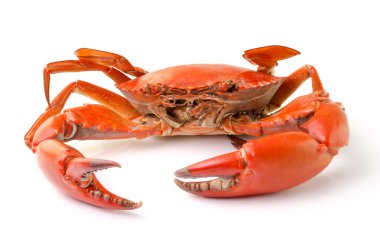 Deniz Yengeç izole üzerinde beyaz arka plan