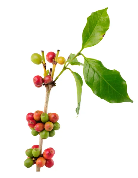 Chicchi di caffè isolati su sfondo bianco — Foto Stock