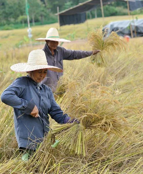 Agricoltori che raccolgono riso in risaia in Thailandia — Foto Stock