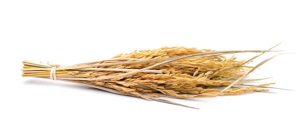 Arroz jazmín paddy sobre fondo blanco — Foto de Stock