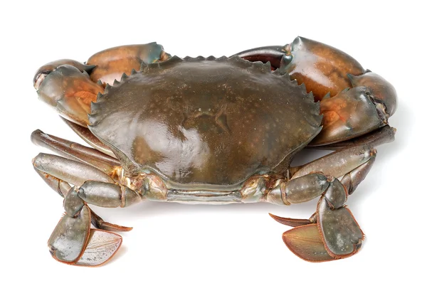 Crabe de mer isolé sur fond blanc — Photo