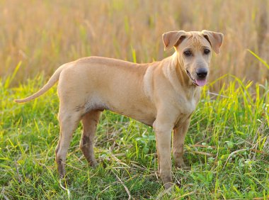 Tay ridgeback köpek