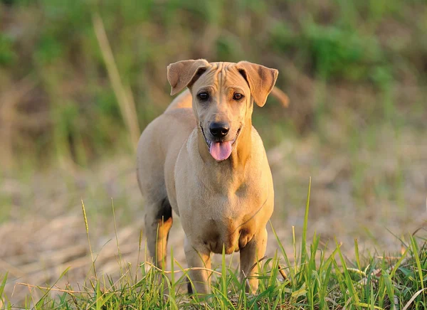 Ταϊλάνδης ridgeback σκυλί — Φωτογραφία Αρχείου