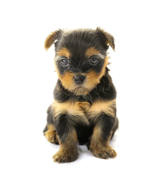 Yorkshire Terrier na frente de um fundo branco — Fotografia de Stock