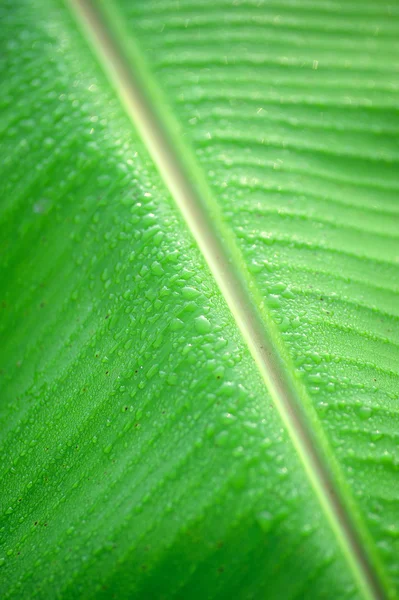 Gota de lluvia sobre fondo de hoja de plátano verde — Foto de Stock