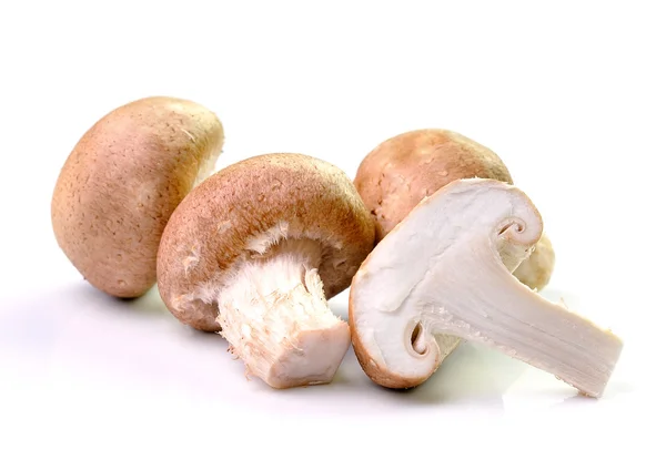 Mushroom isolated on white background — Stock Photo, Image