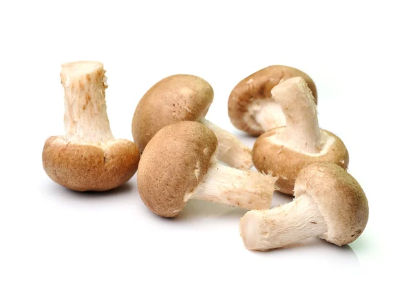 하얀 배경에 고립된 버섯 — 스톡 사진