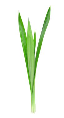 Pandanus palm, güzel kokulu pandan, pandom wangi
