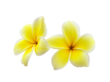 Beyaz arkaplanda izole Frangipani çiçeği