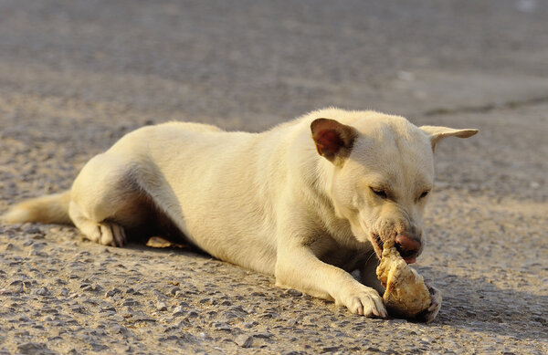 dog chewing big bone