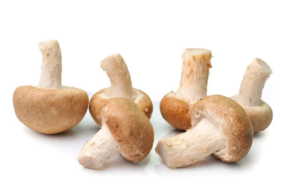 Mushroom isolated on white background — Stock Photo, Image