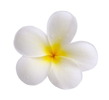 Beyaz backgro izole tropikal çiçek frangipani (plumeria)