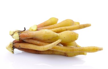 Parmak kökü, Kaempfer, Boesenbergia beyaz arkaplanda