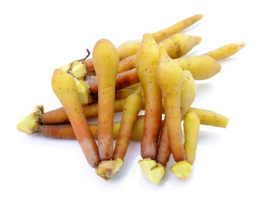 Parmak kökü, Kaempfer, Boesenbergia beyaz arkaplanda