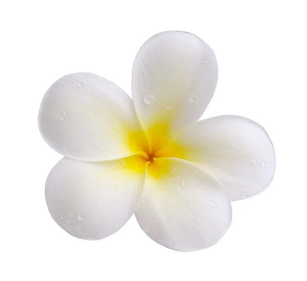 Tropische Blumen frangipani (plumeria) isoliert auf weißem Hintergrund — Stockfoto