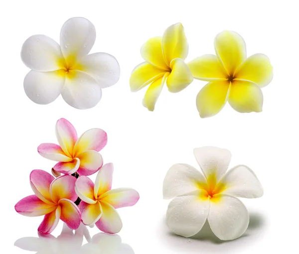 Beyaz backgro izole tropikal çiçek frangipani (plumeria)
