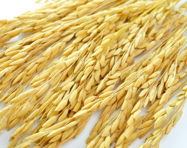 Beyaz arka planda çeltik yasemin pirinci