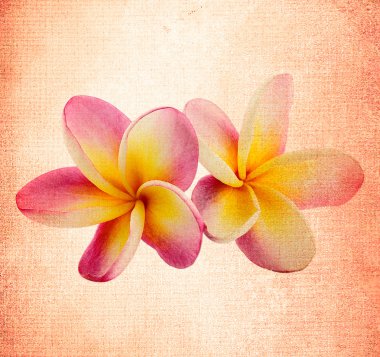квітка frangipani старі задньому плані