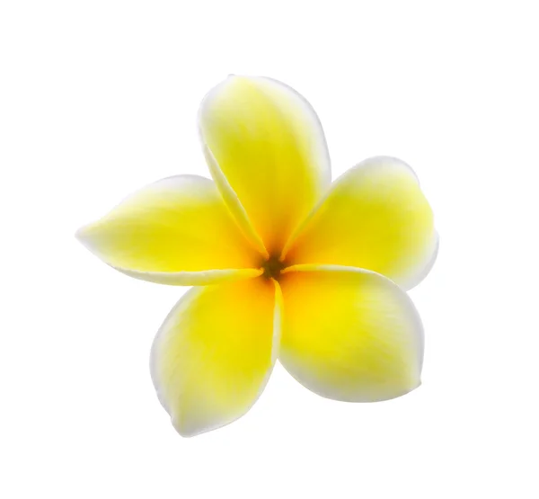 Tropical flowers frangipani (plumeria) isolated on white backgro — Stock Photo, Image