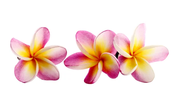 Beyaz arkaplanda izole Frangipani çiçeği — Stok fotoğraf