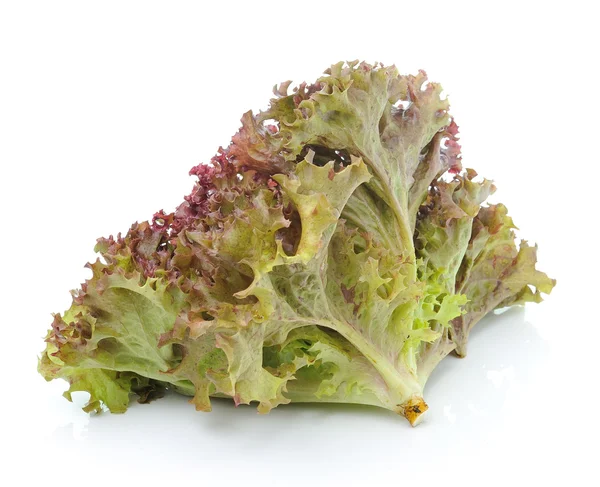 Salatblätter — Stockfoto