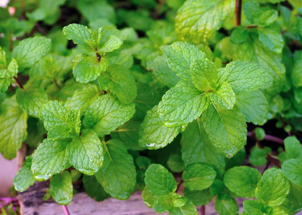 Mint leaves — Stock Photo, Image