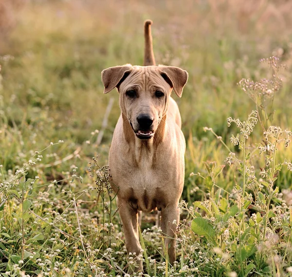 Ridgeback σκυλί — Φωτογραφία Αρχείου