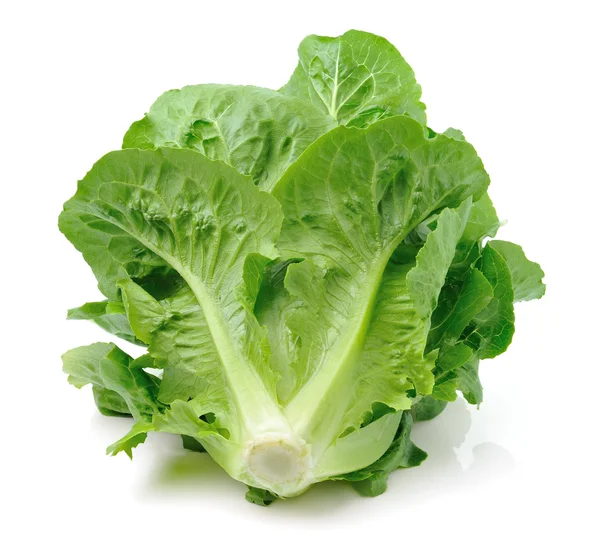 Cos lettuce — Stock Photo, Image