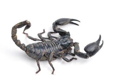 Akrep pandinus imperator