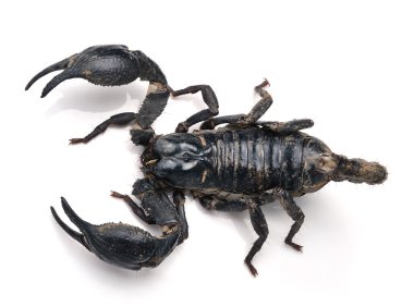 Akrep pandinus imperator