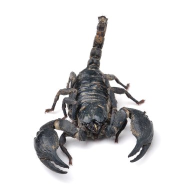 Akrep pandinus imperator