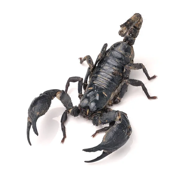 Scorpione Pandinus imperator — Foto Stock