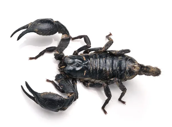 Scorpione Pandinus imperator — Foto Stock