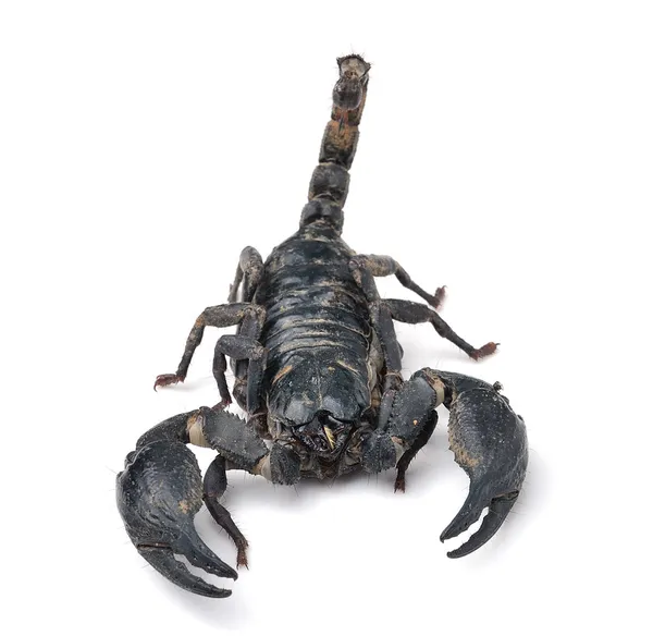 Skorpion pandinus imperator — Stockfoto