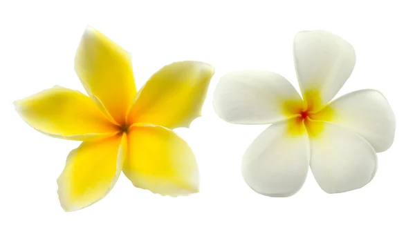 Fleurs tropicales frangipani (plumeria) isolées sur fond blanc — Photo