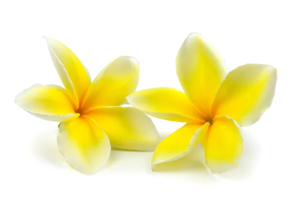 Flores tropicales frangipani (plumeria) aisladas sobre fondo blanco — Foto de Stock