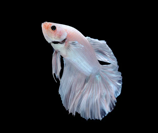 白い betta の魚が白い背景で隔離 — ストック写真