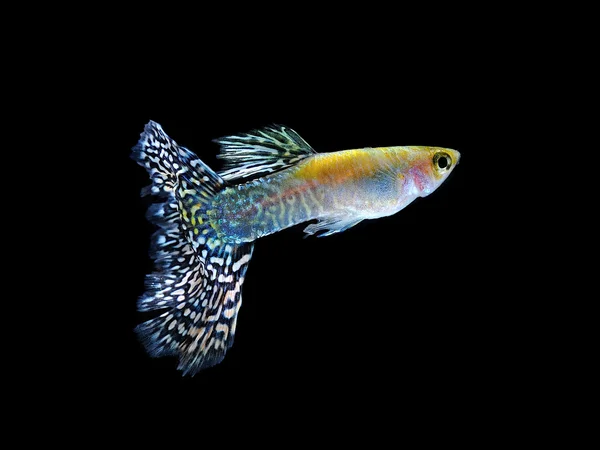 Guppy-Haustierfisch schwimmt isoliert auf schwarz — Stockfoto